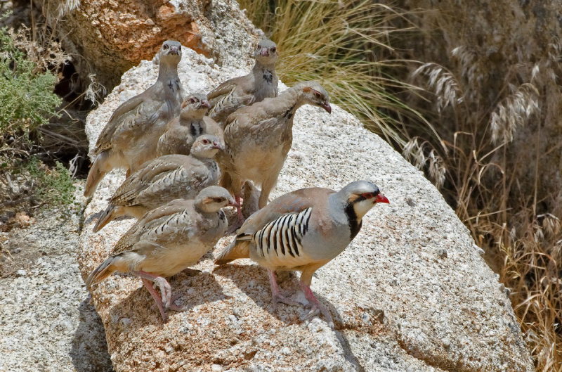 DSC_1185a.jpg