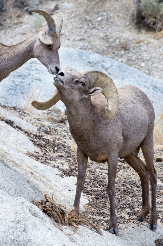 DSC_1379a.jpg