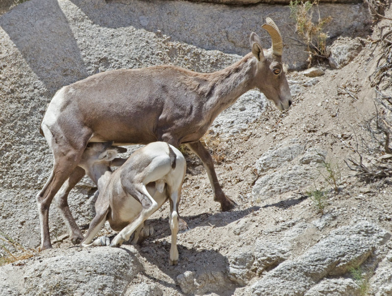 DSC_1424a.jpg
