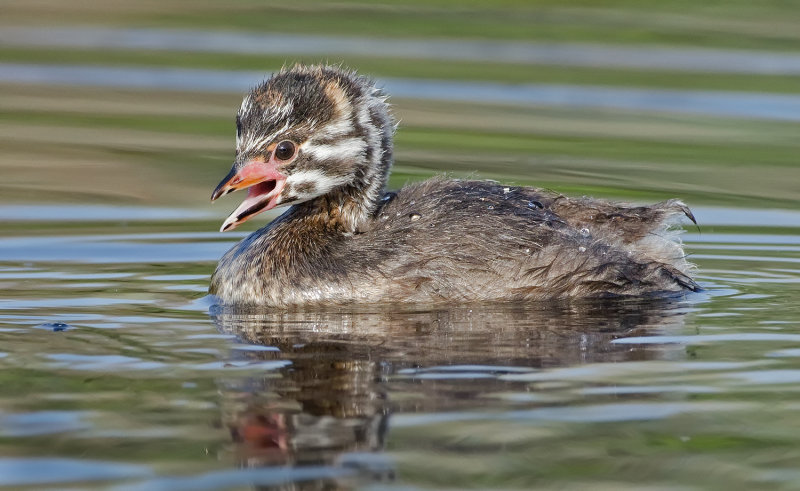 DSC_2256a.jpg