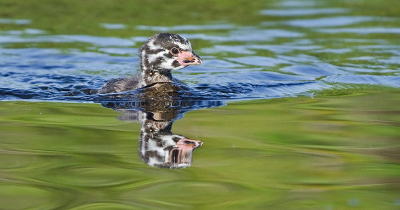 DSC_2472a.jpg