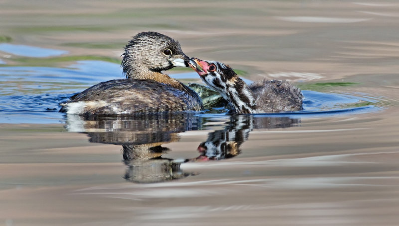 DSC_2548a.jpg