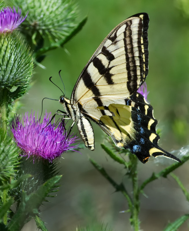 DSC_3773a.jpg
