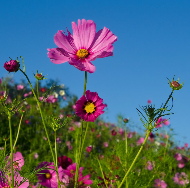 DSC_3827a.jpg