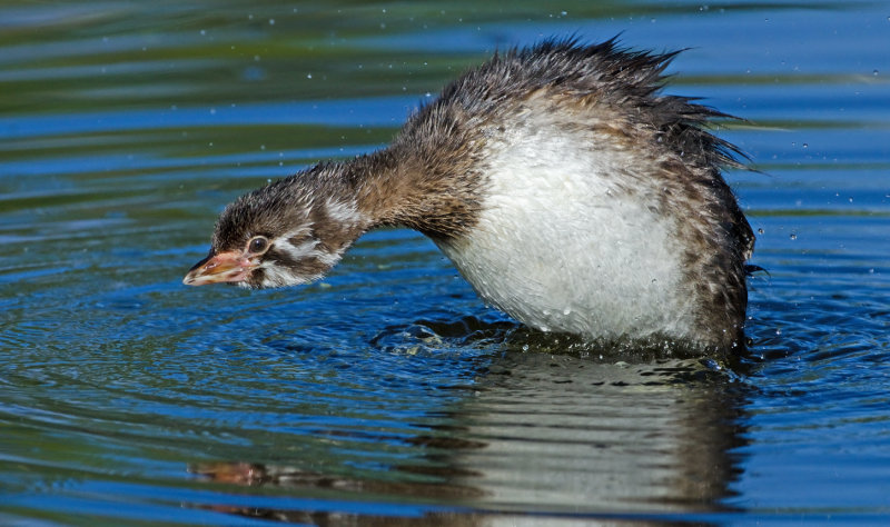 DSC_4070a.jpg
