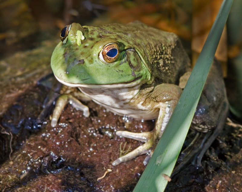 DSC_4203a.jpg