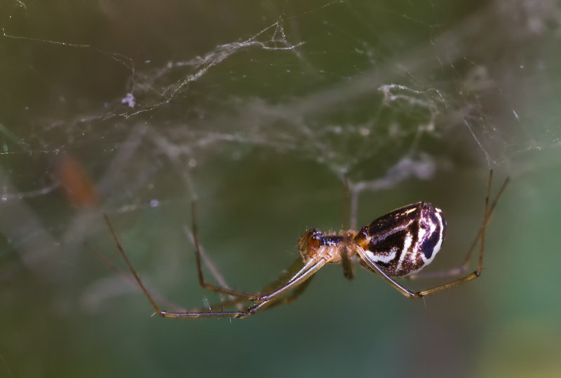 DSC_4748a.jpg
