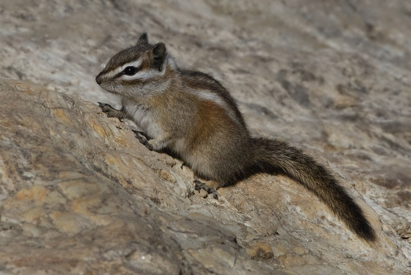 DSC_5685a.jpg