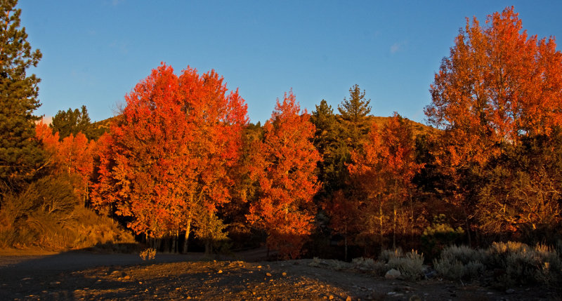DSC_5884a.jpg