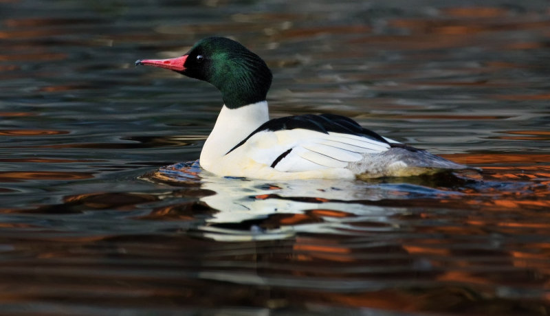 DSC_6785a.jpg