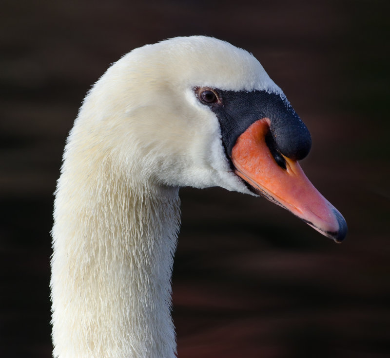 DSC_7275a.jpg