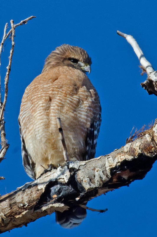 DSC_7858a.jpg