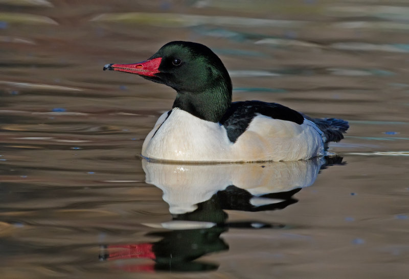 DSC_8631a.jpg