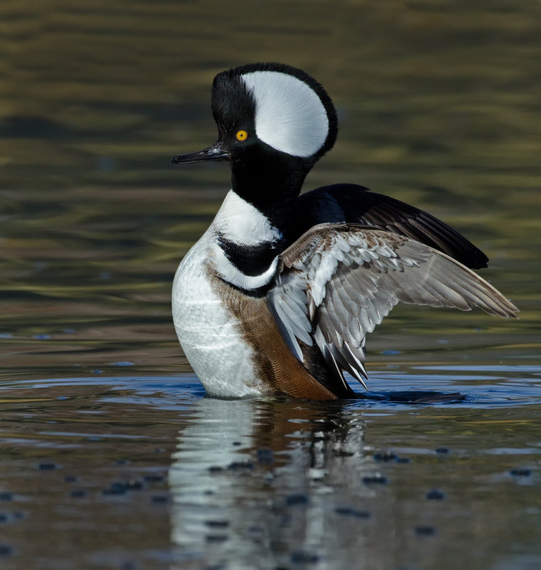 DSC_8753aC.jpg