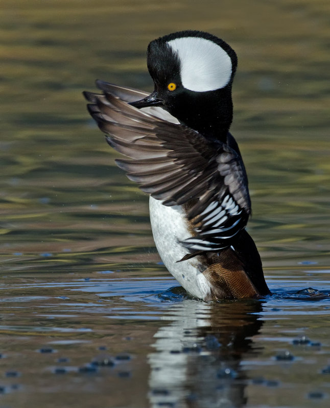 DSC_8754aC.jpg