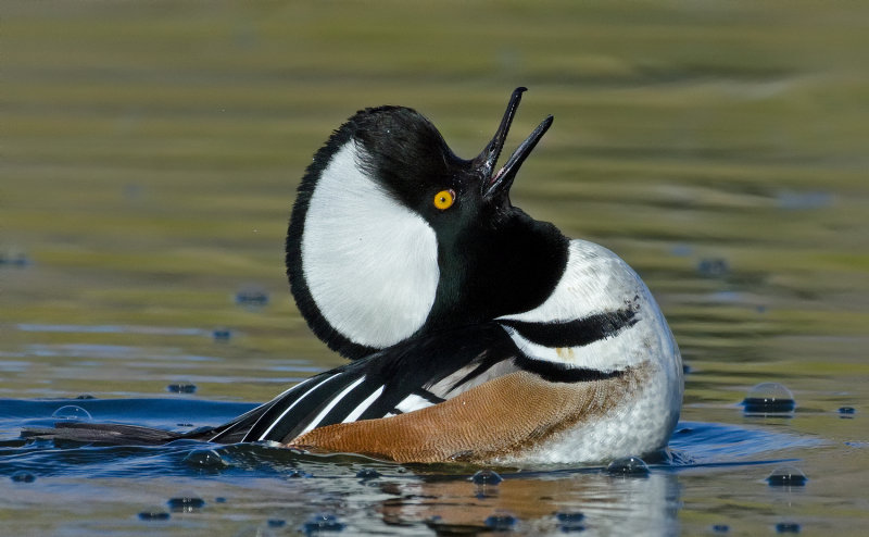 DSC_8790a.jpg