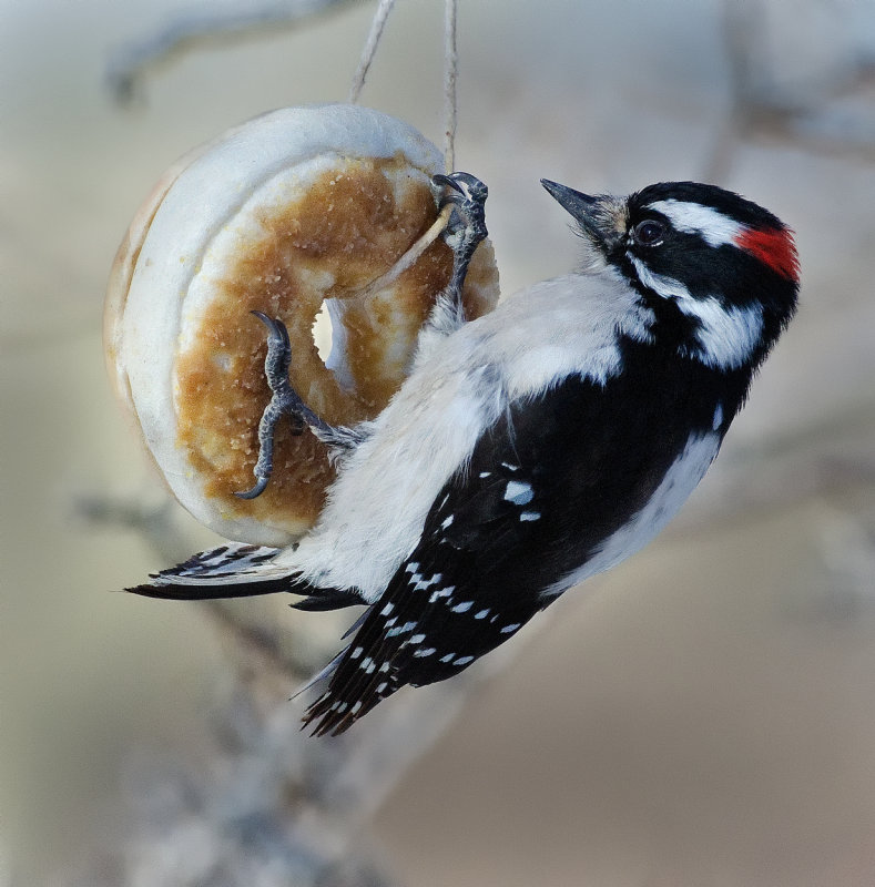 DSC_1457a.jpg