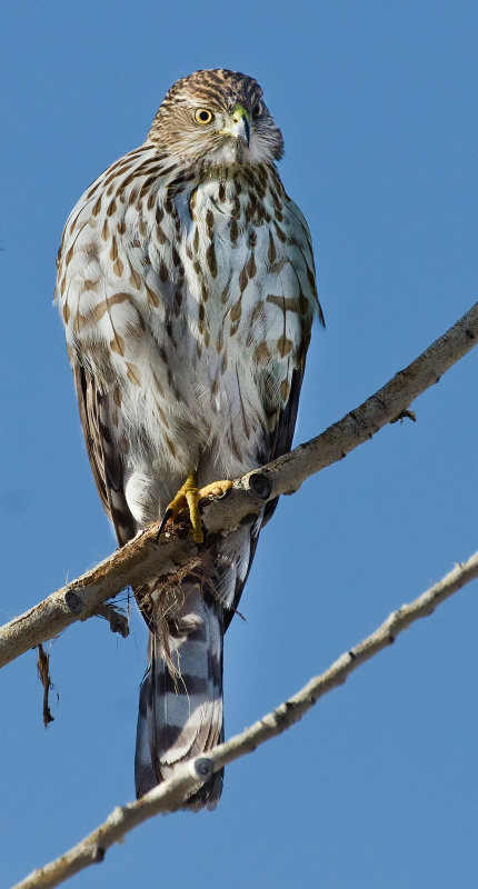 DSC_2037a.jpg