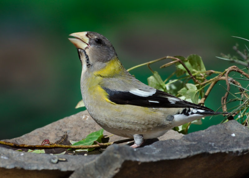 DSC_5385aC.jpg