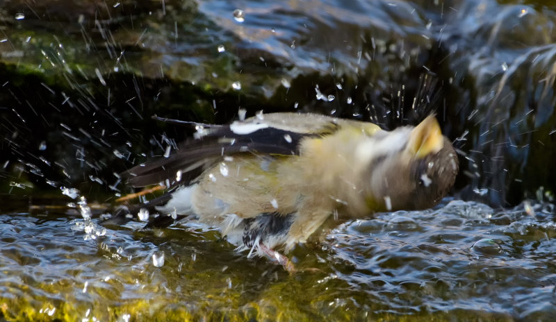 DSC_5979a.jpg