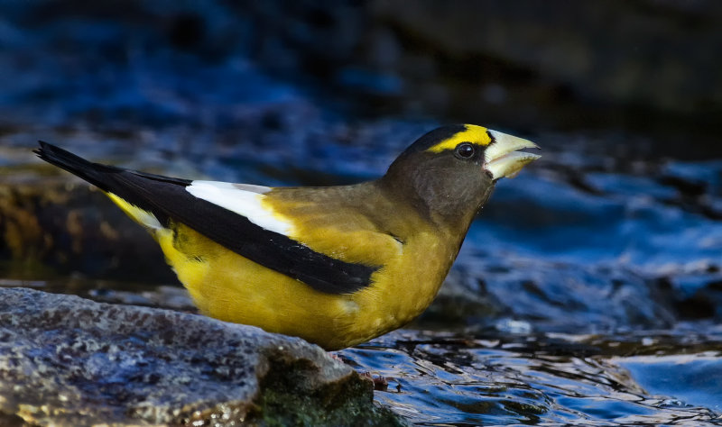 DSC_6154a.jpg
