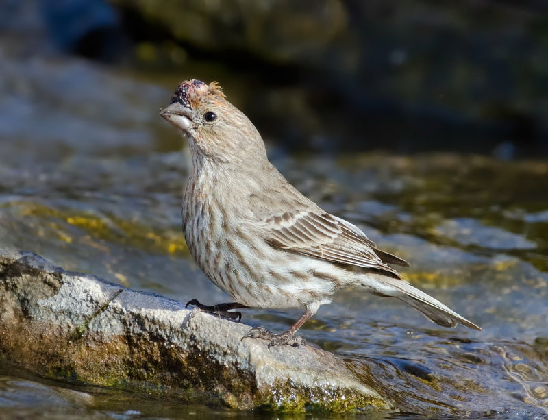 DSC_7087a.jpg