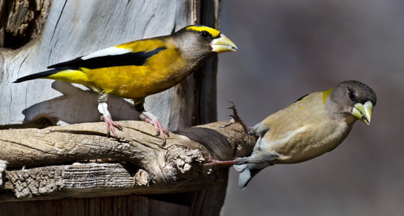 DSC_7137a.jpg
