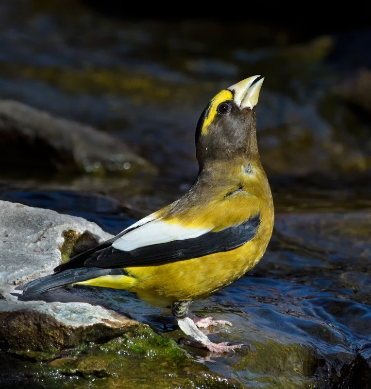 DSC_7187a.jpg