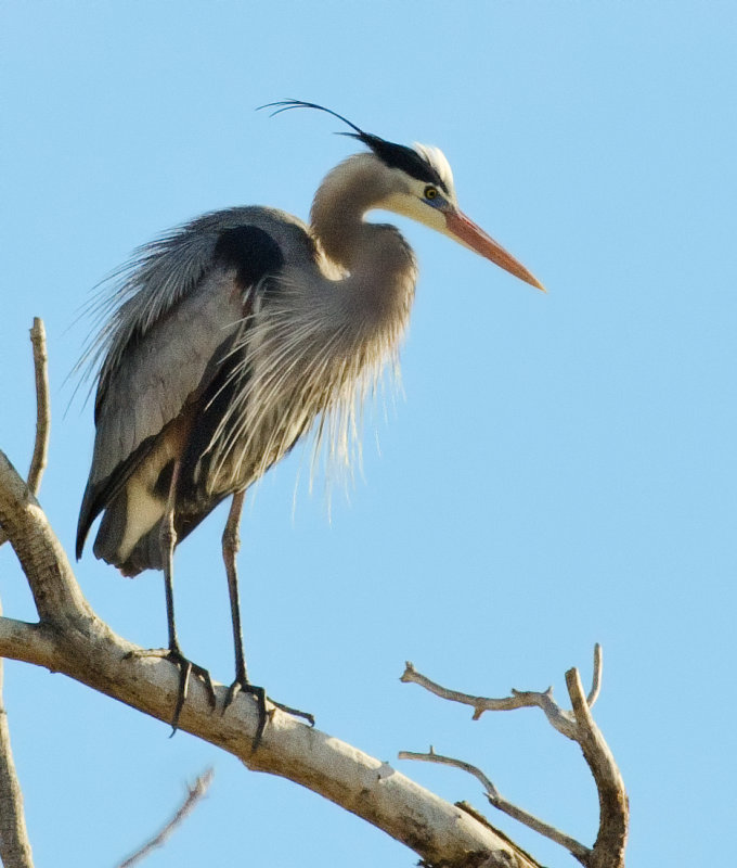 DSC_8495a.jpg
