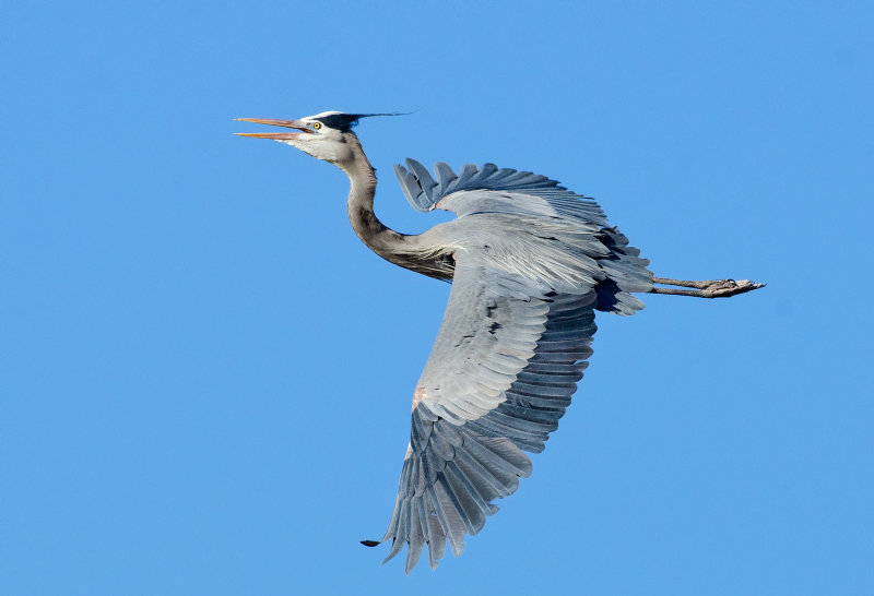 DSC_9950a.jpg