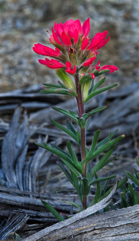 DSC_1548a.jpg