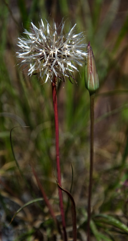 DSC_3944a.jpg