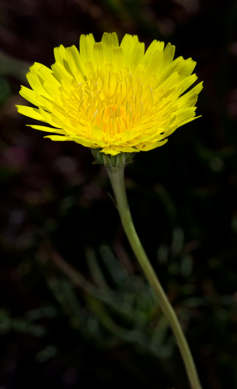 DSC_3952ab.jpg