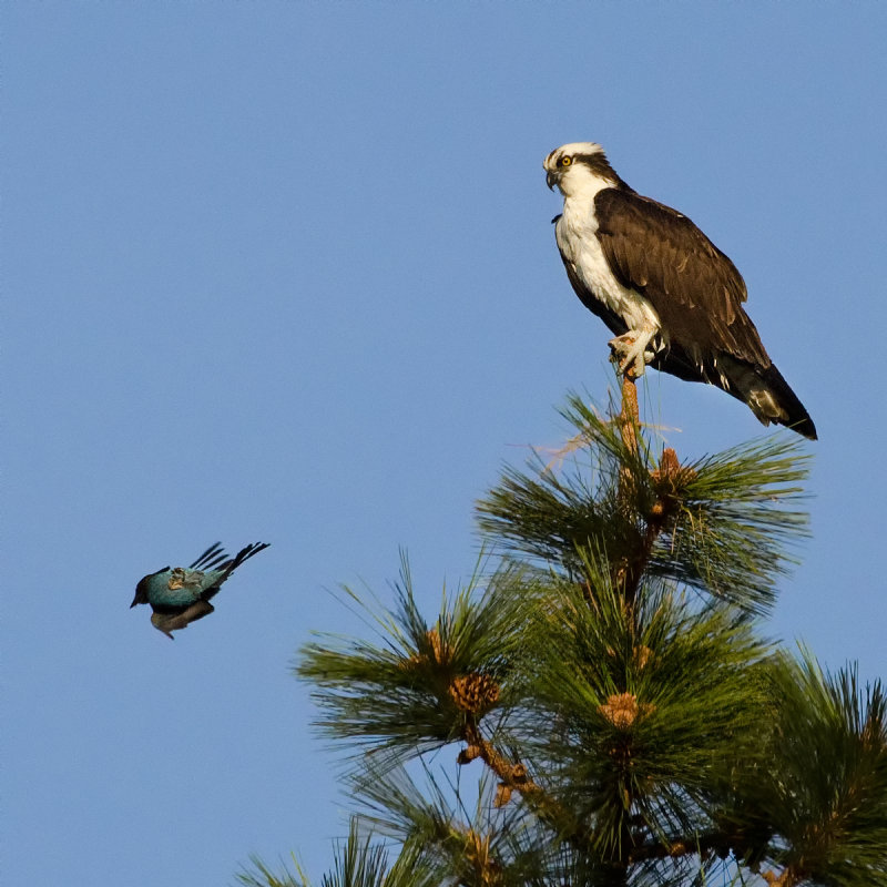 DSC_4912a.jpg