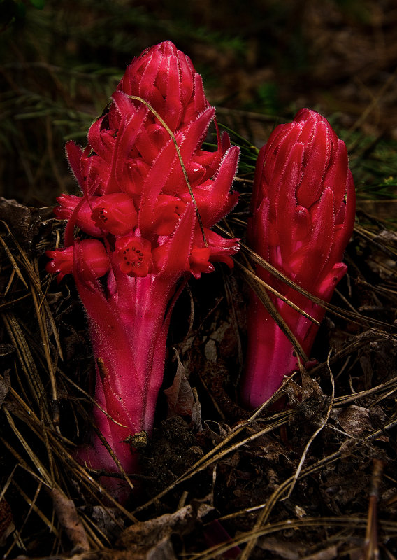 DSC_6889a.jpg