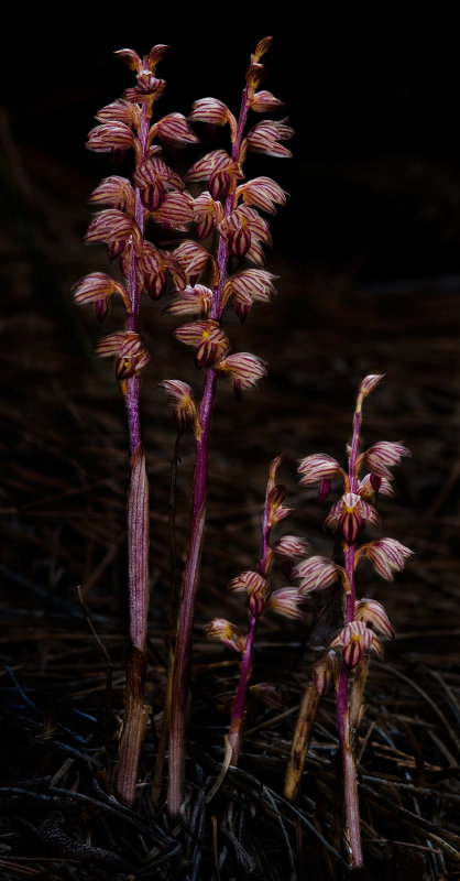 DSC_6978a.jpg
