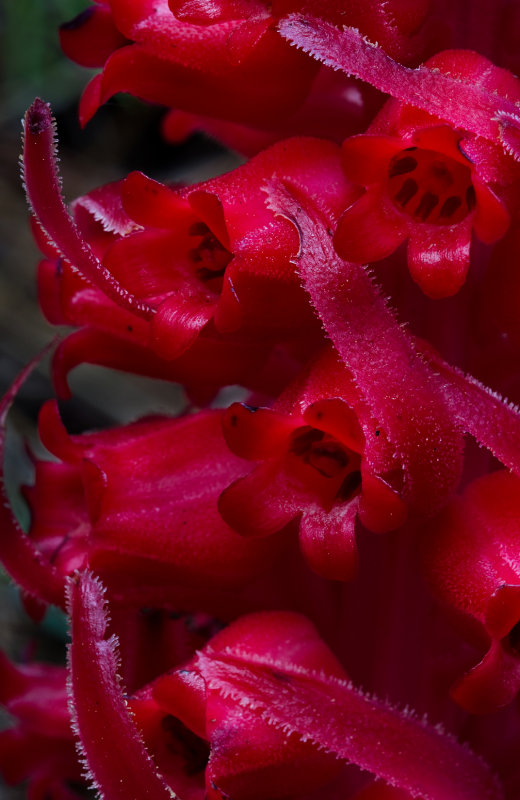 DSC_7243a.jpg