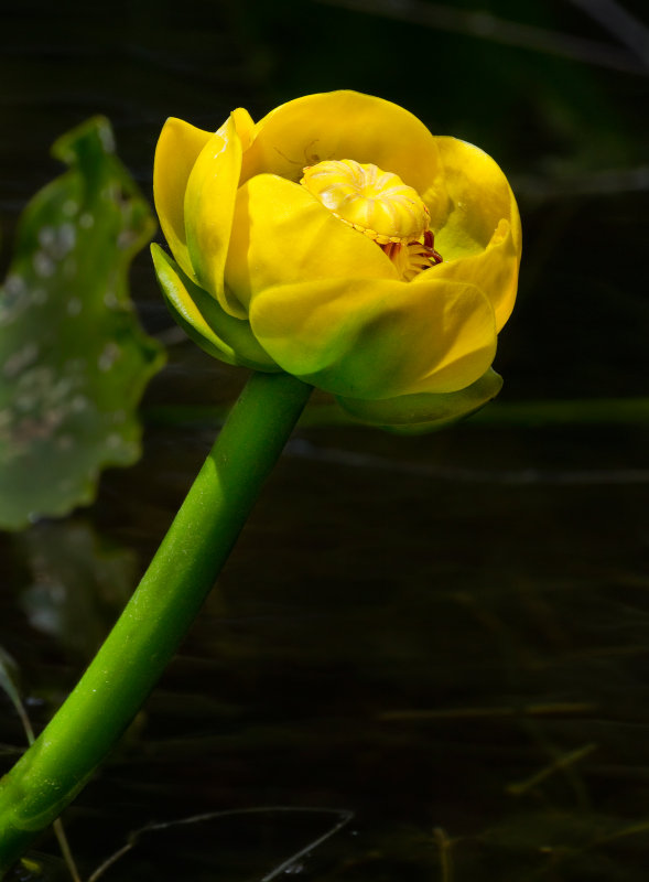 DSC_7341a.jpg