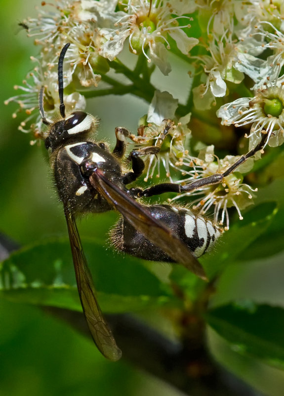 DSC_7825a.jpg