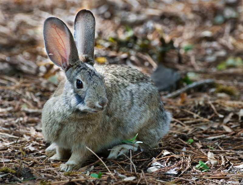 DSC_8171a.jpg