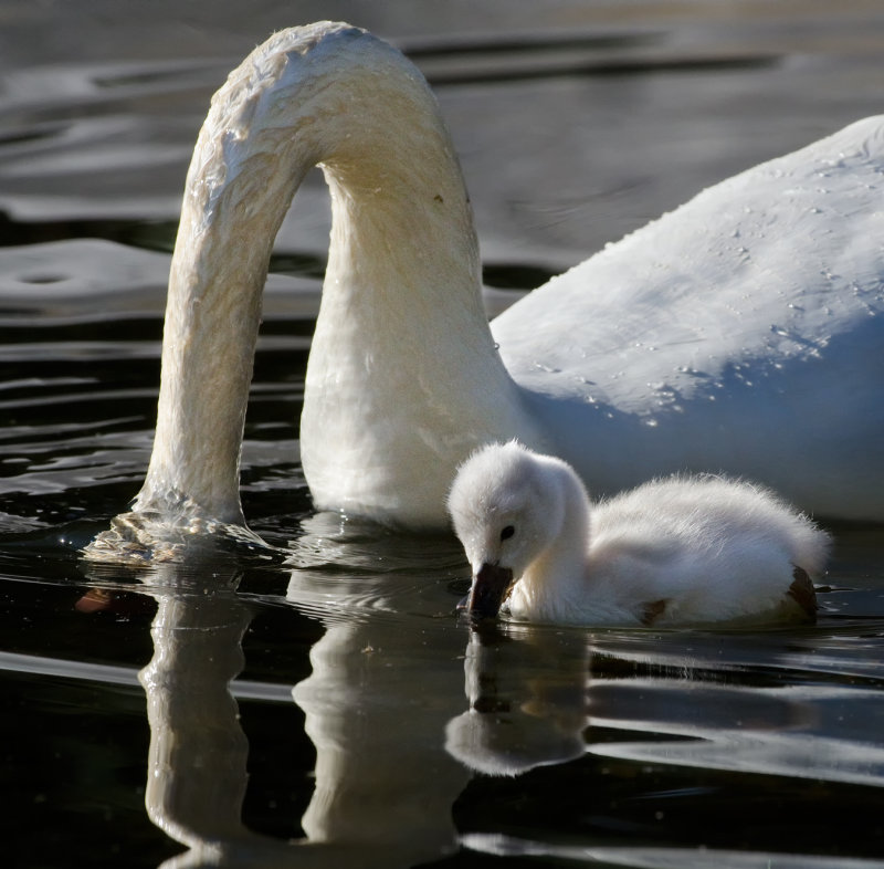 DSC_8288a.jpg