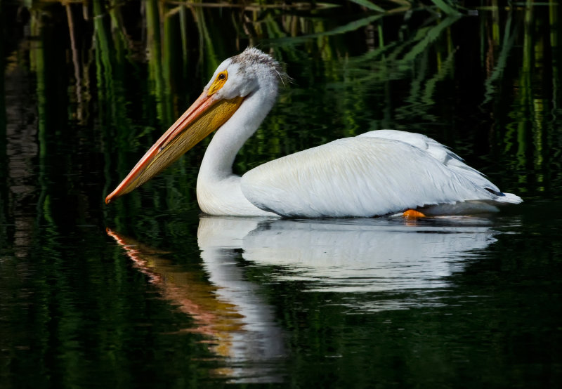 DSC_9076a.jpg