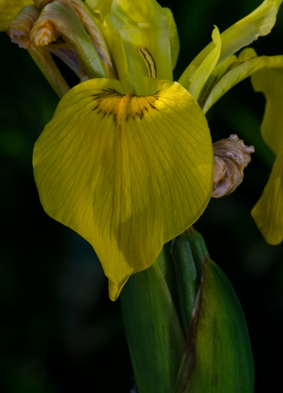 DSC_0002b.jpg