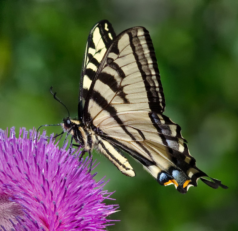 DSC_0060a.jpg