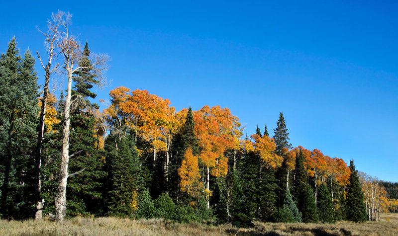 DSC_4558a.jpg