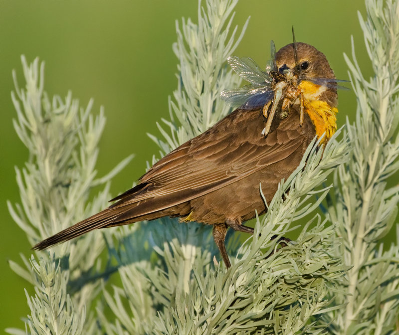 DSC_5640a.jpg