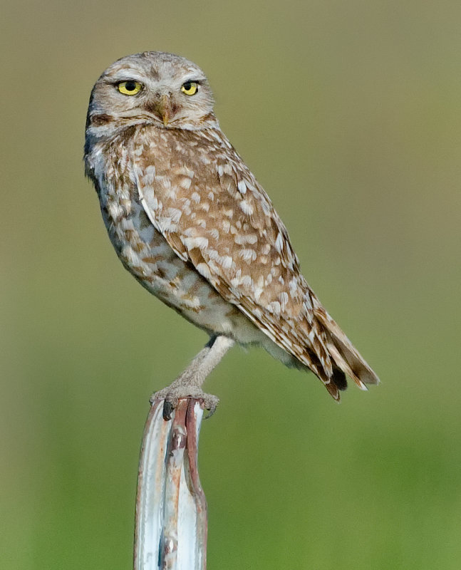 DSC_6183a.jpg