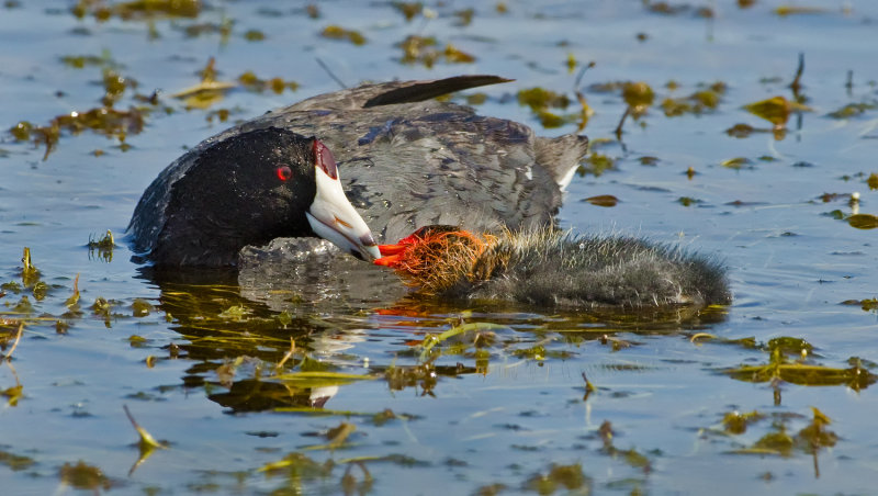 DSC_6546a.jpg