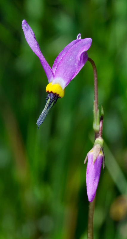 DSC_7953a.jpg