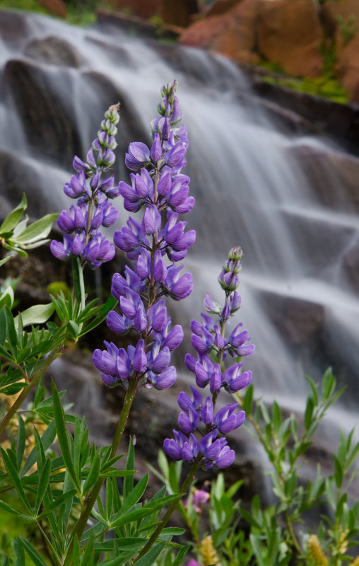 DSC_8246a.jpg